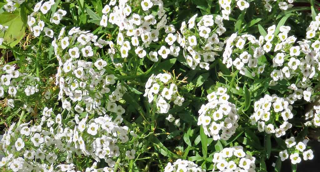 Alyssum or honey flower