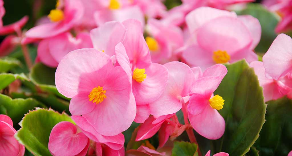 Ejemplos de flores comestibles: begonias