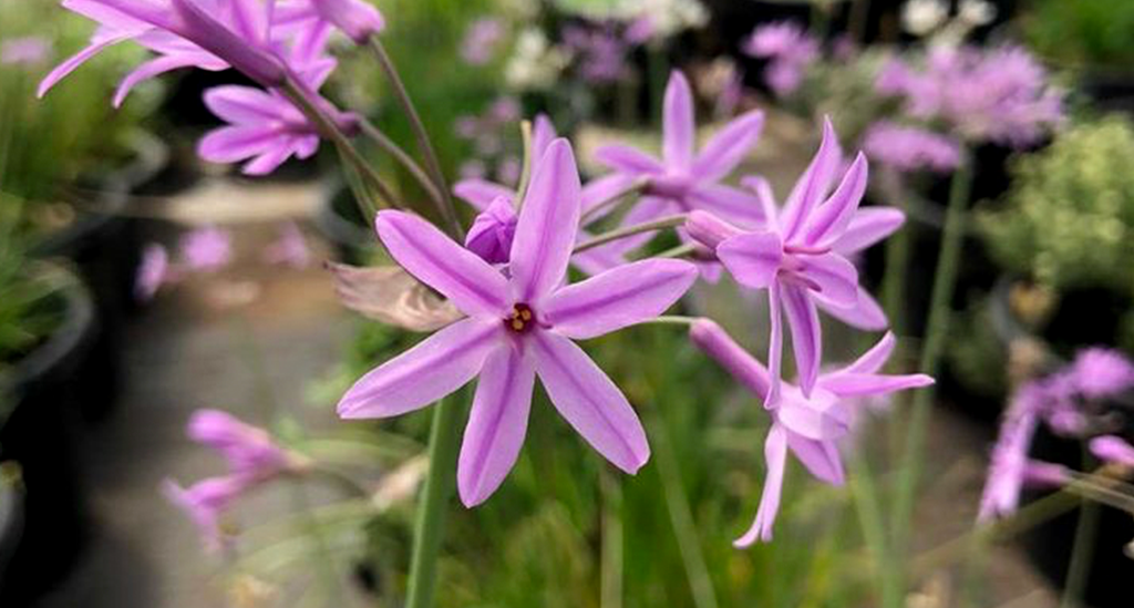 Examples of edible flowers: Society Garlic