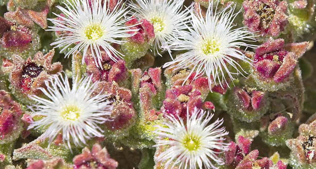 Ice plant