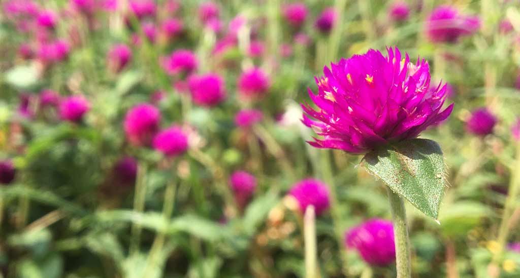 Examples of edible flowers: perennials