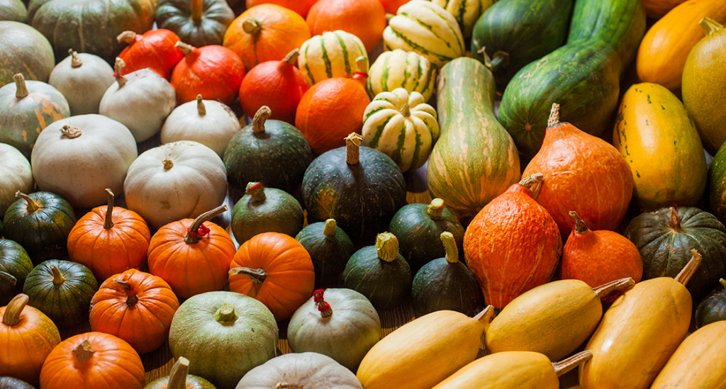 Vários tipos de abóboras - imagem ilustrativa do artigo Alimentos de outono e os seus benefícios by Lia Faria